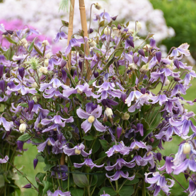 'Stand by Me Lavender' Bush Clematis up close.