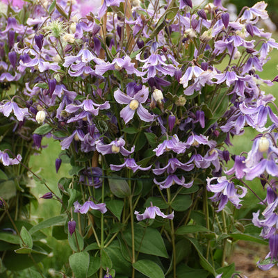 'Stand by Me Lavender' Bush Clematis in use.