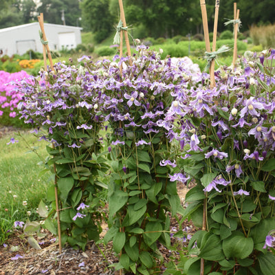 'Stand by Me Lavender' Bush Clematis in use.