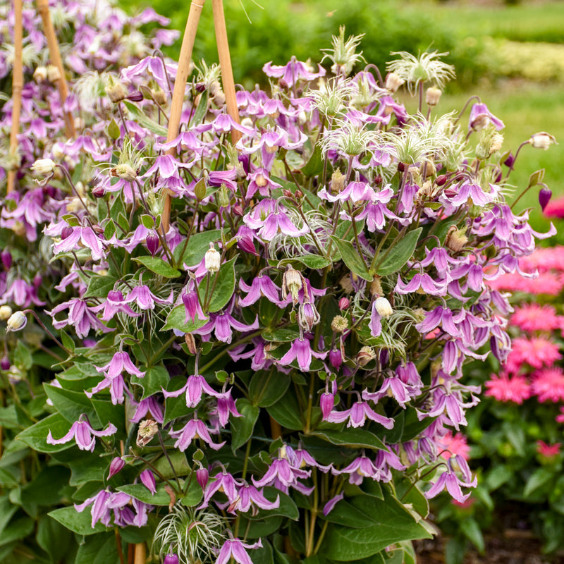 Stand by Me Pink Bush Clematis (Clematis hybrid)