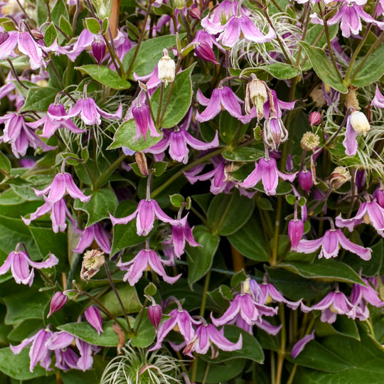 'Stand by Me Pink' Bush Clematis (Clematis hybrid)