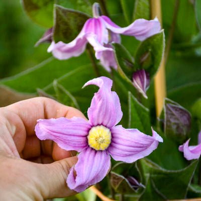 'Stand by Me Pink' Bush Clematis (Clematis hybrid)