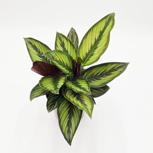leafjoy® Color Full® Beauty Star Pinstripe Calathea (Calathea ornata)