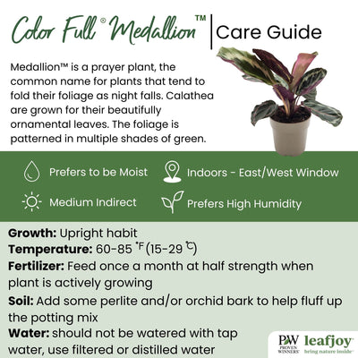 leafjoy® Color Full® Medallion Rose-Painted Calathea detailed care information.