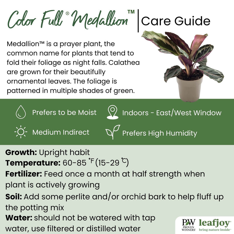 leafjoy® Color Full® Medallion Rose-Painted Calathea detailed care information.