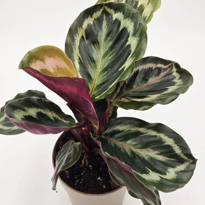 leafjoy Color Full Medallion Color Full Medallion Rose-Painted Calathea up close.