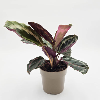 leafjoy Color Full Medallion Color Full Medallion Rose-Painted Calathea in container.