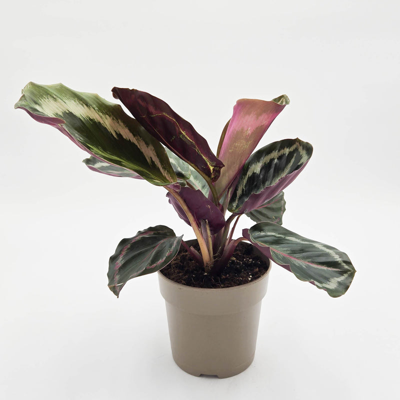 leafjoy Color Full Medallion Color Full Medallion Rose-Painted Calathea in container.