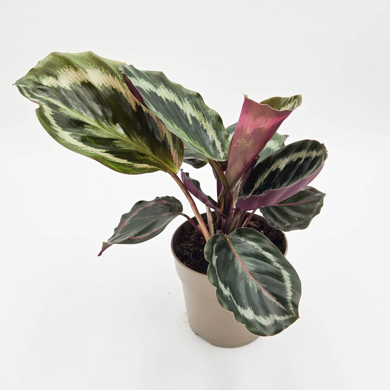 leafjoy Color Full Medallion Color Full Medallion Rose-Painted Calathea in container.