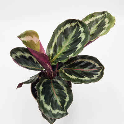 leafjoy Color Full Medallion Color Full Medallion Rose-Painted Calathea in container.