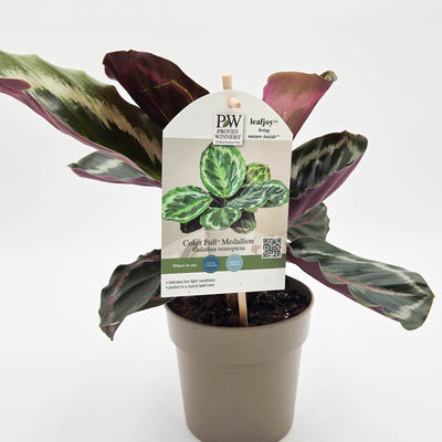 leafjoy Color Full Medallion Color Full Medallion Rose-Painted Calathea in container.