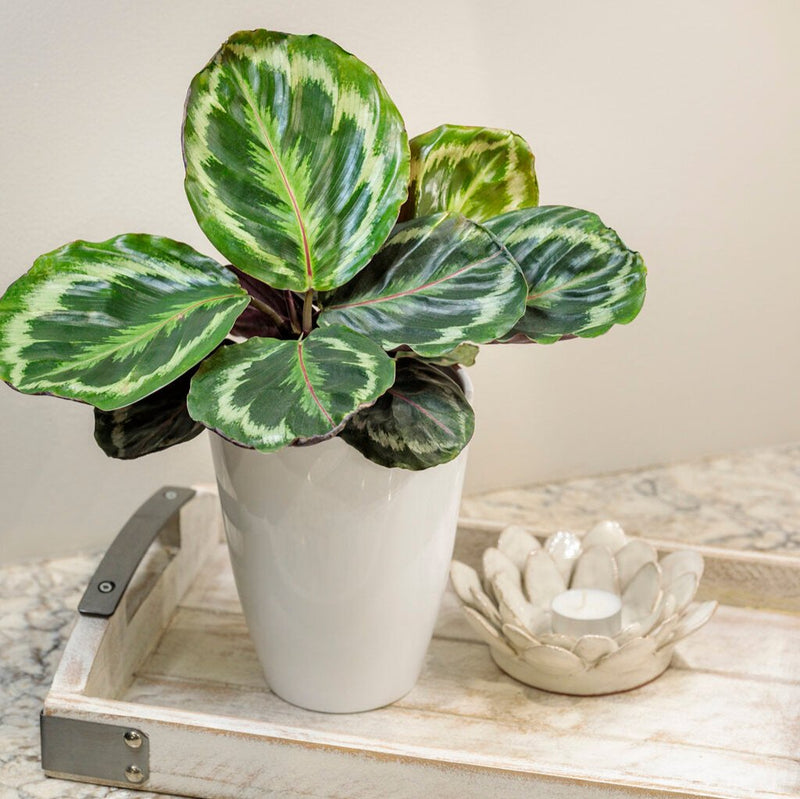 leafjoy Color Full Medallion Rose-Painted Calathea in use.