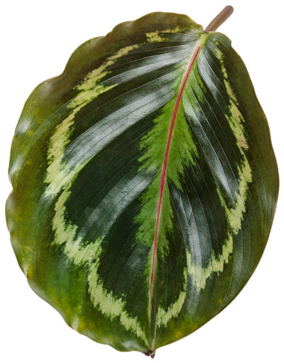 leafjoy Color Full Medallion Rose-Painted Calathea in macro.