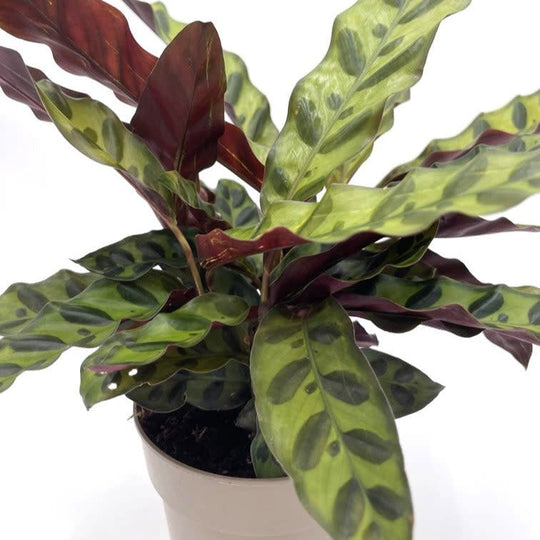 leafjoy® Color Full® Insignis Rattlesnake Plant (Goeppertia insignis)