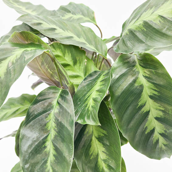 Color Full Thoreau Calathea close up.