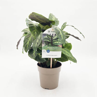 Color Full Thoreau Calathea in pot with tag.