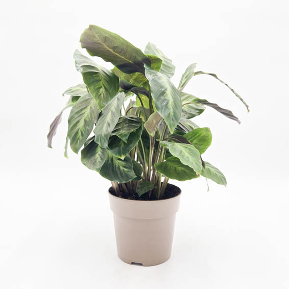 Color Full Thoreau Calathea in pot.