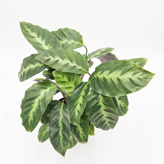 Color Full Thoreau Calathea leaves on a white background.