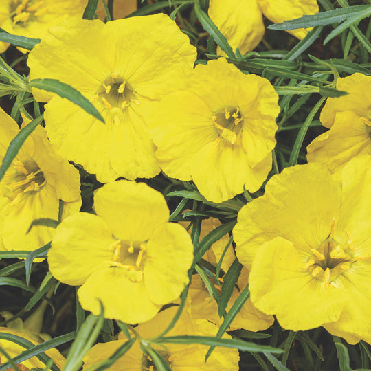 Superlophus™ Sunglow Texas primrose (Oenothera hybrid)