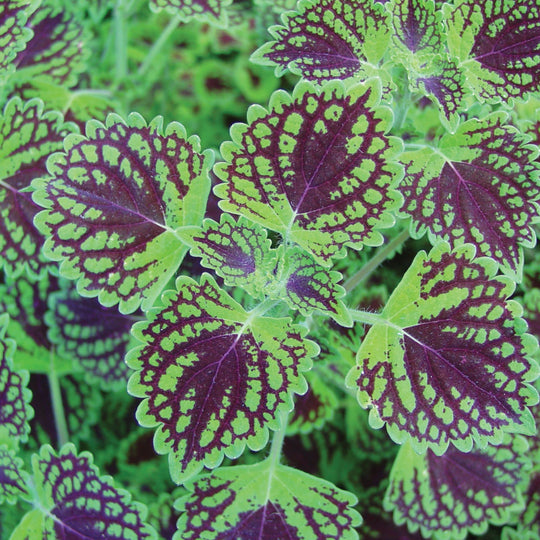 ColorBlaze® Chocolate Drop Coleus (scutellarioides)