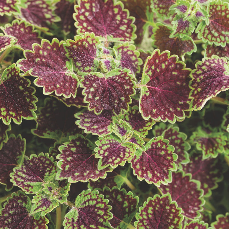 ColorBlaze® Chocolate Drop Coleus (scutellarioides)