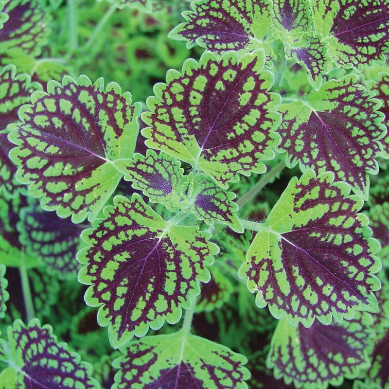 ColorBlaze Chocolate Drop Coleus up close.