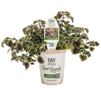 ColorBlaze® Chocolate Drop Coleus (scutellarioides)