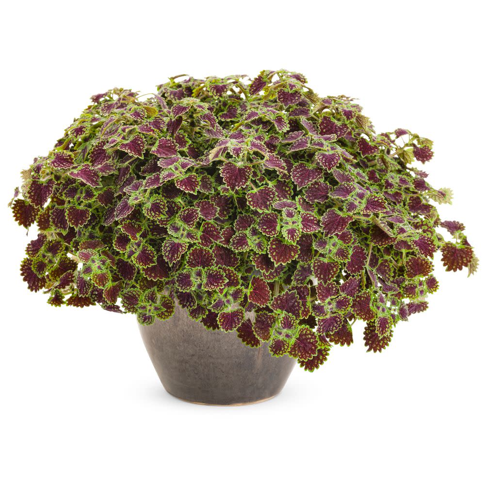 ColorBlaze® Chocolate Drop Coleus (scutellarioides)