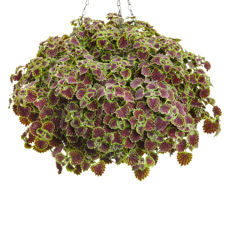 ColorBlaze® Chocolate Drop Coleus (scutellarioides)