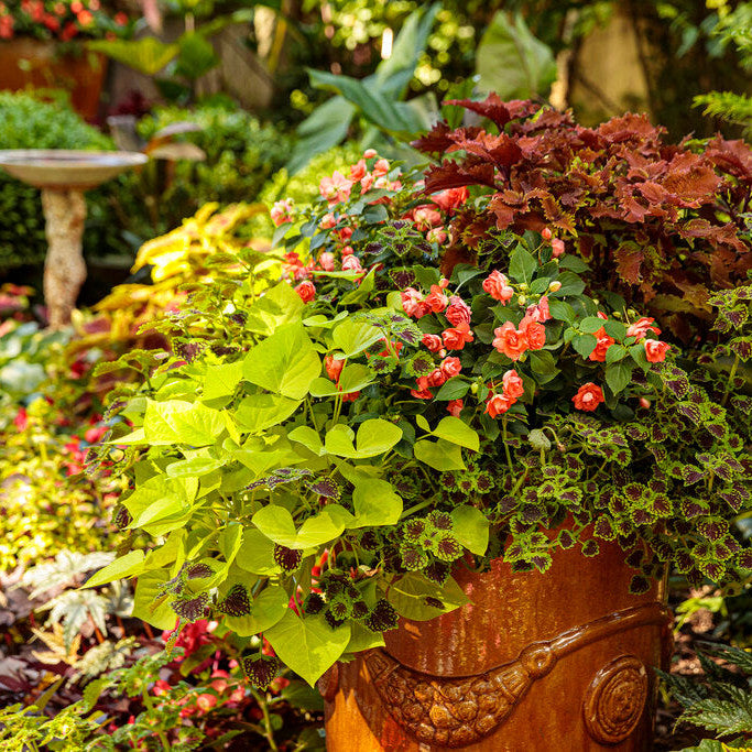 ColorBlaze Chocolate Drop Coleus in use.