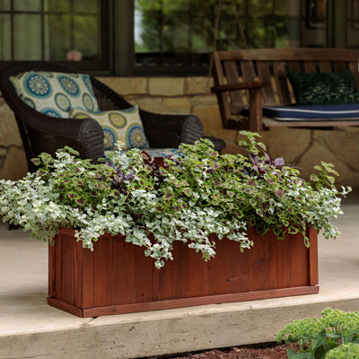 ColorBlaze® Chocolate Drop Coleus (scutellarioides)