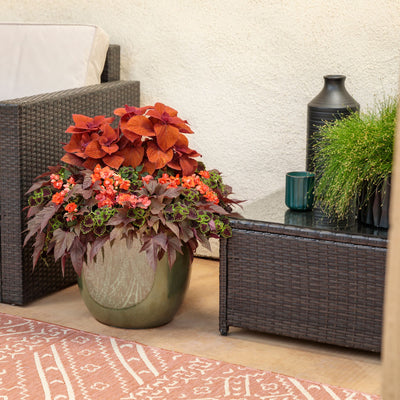 ColorBlaze® Chocolate Drop Coleus (scutellarioides)