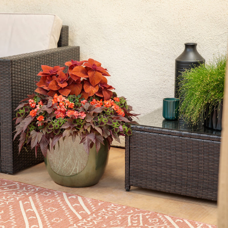 ColorBlaze® Chocolate Drop Coleus (scutellarioides)