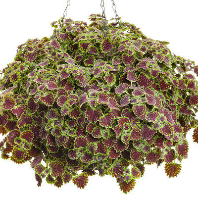 ColorBlaze Chocolate Drop ColorBlaze Chocolate Drop Coleus in use.