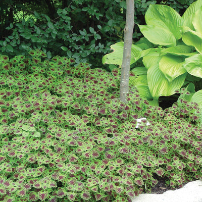 ColorBlaze® Chocolate Drop Coleus (scutellarioides)