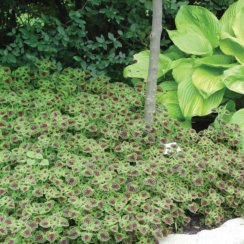 ColorBlaze® Chocolate Drop Coleus (scutellarioides)