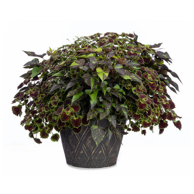 ColorBlaze® Chocolate Drop Coleus (scutellarioides)