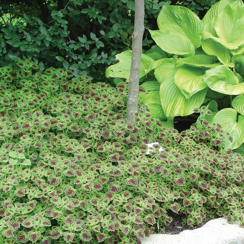 ColorBlaze Chocolate Drop Coleus in use.