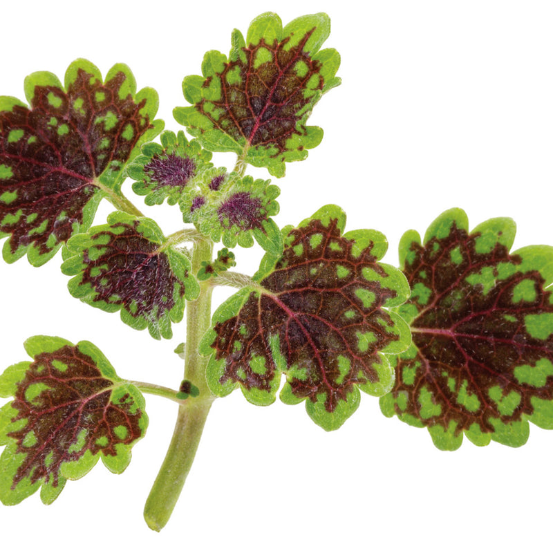 ColorBlaze® Chocolate Drop Coleus (Coleus scutellarioides)