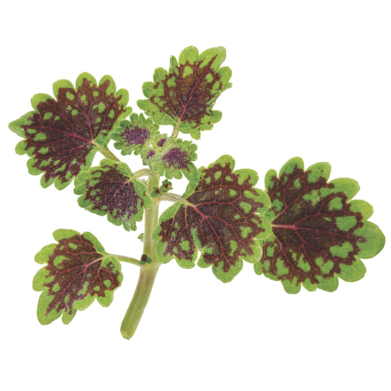 ColorBlaze® Chocolate Drop Coleus (scutellarioides)