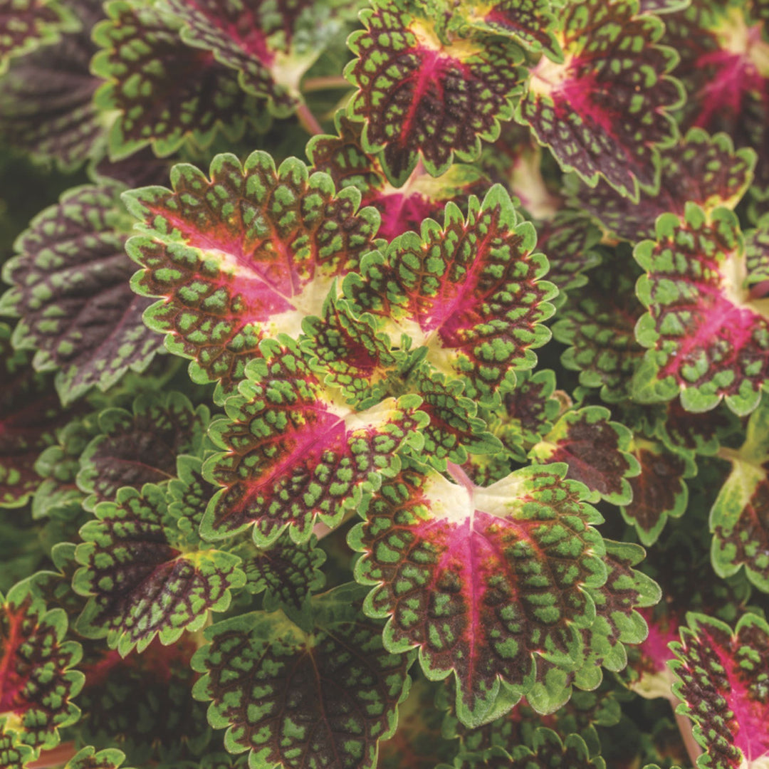 Coleus | ColorBlaze® Strawberry Drop | Proven Winners® Annuals