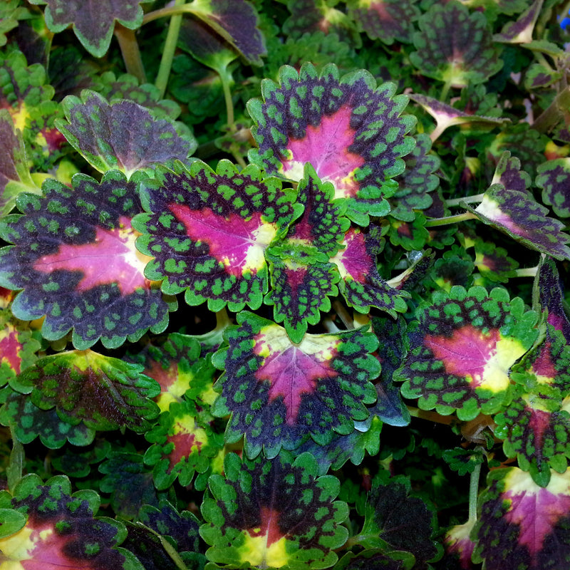 ColorBlaze Strawberry Drop Coleus up close.