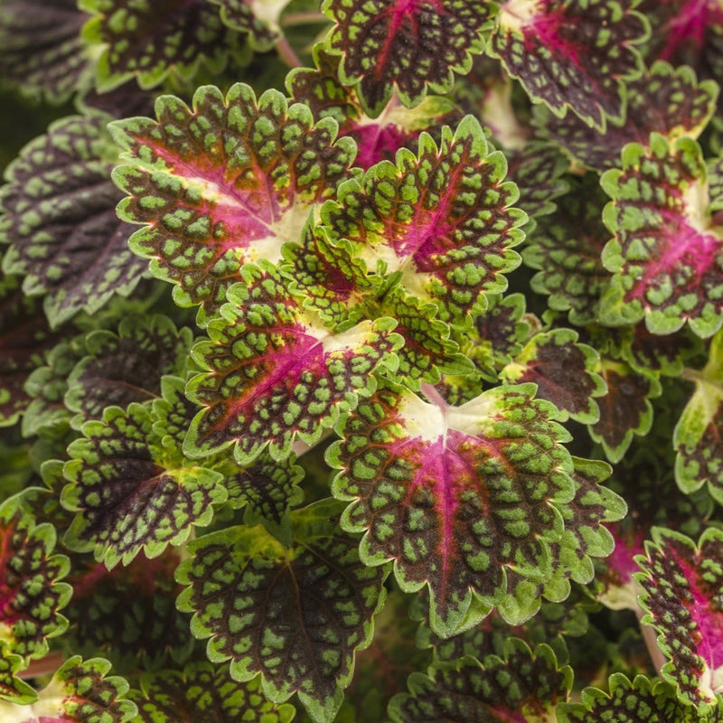 ColorBlaze Strawberry Drop Coleus up close.