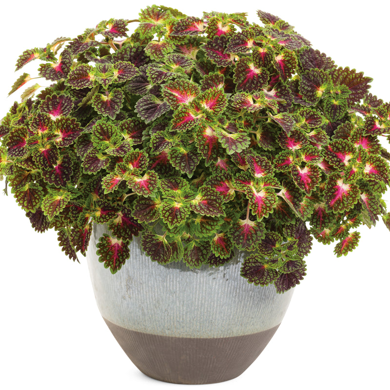 ColorBlaze® Strawberry Drop Coleus (Coleus scutellarioides)