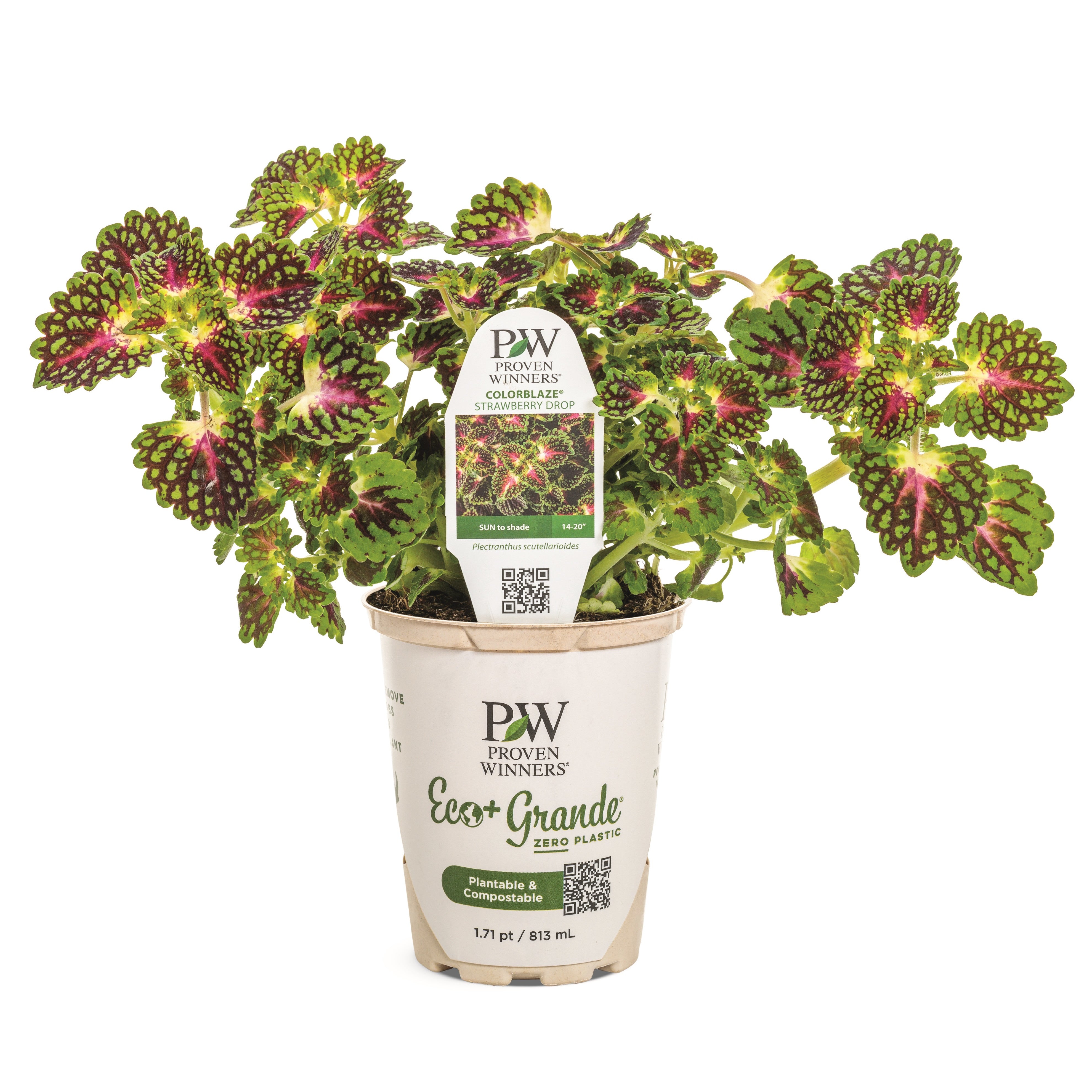 Coleus | ColorBlaze® Strawberry Drop | Proven Winners® Annuals