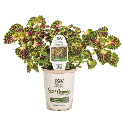 ColorBlaze® Strawberry Drop Coleus in pot.