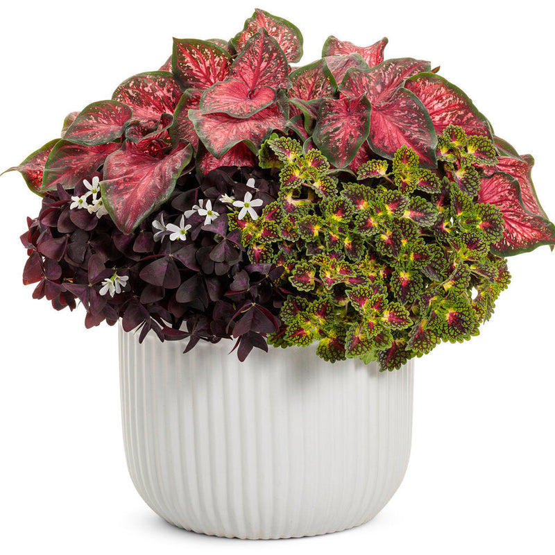 ColorBlaze Strawberry Drop Coleus in use.