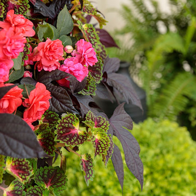 ColorBlaze® Strawberry Drop Coleus (scutellarioides)