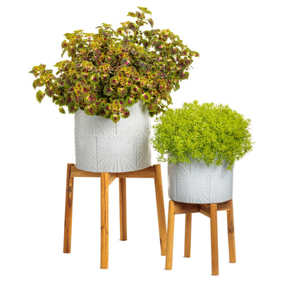 ColorBlaze® Strawberry Drop Coleus (scutellarioides)