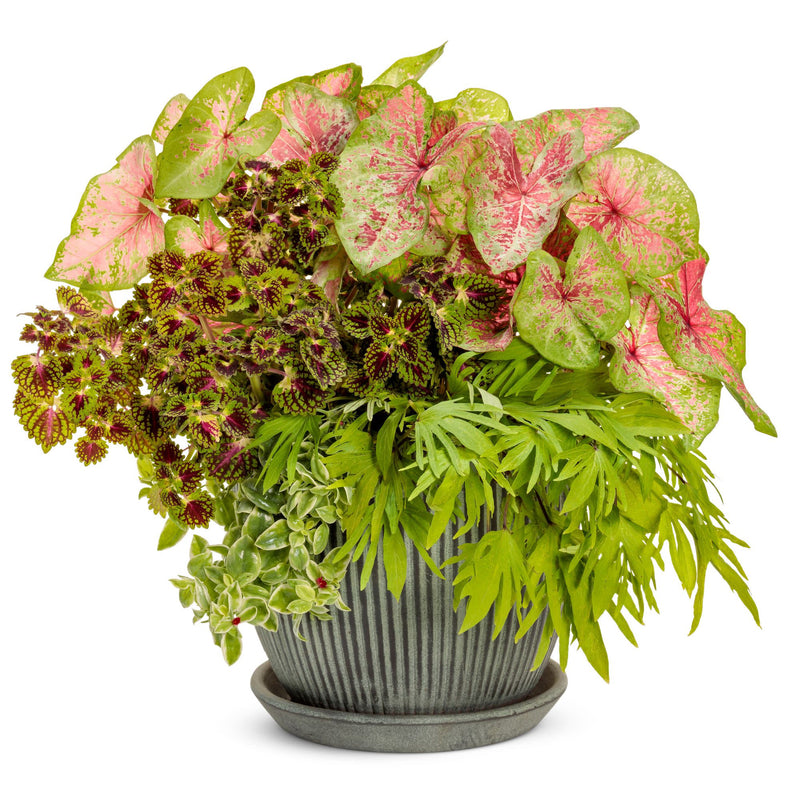 ColorBlaze® Strawberry Drop Coleus (scutellarioides)